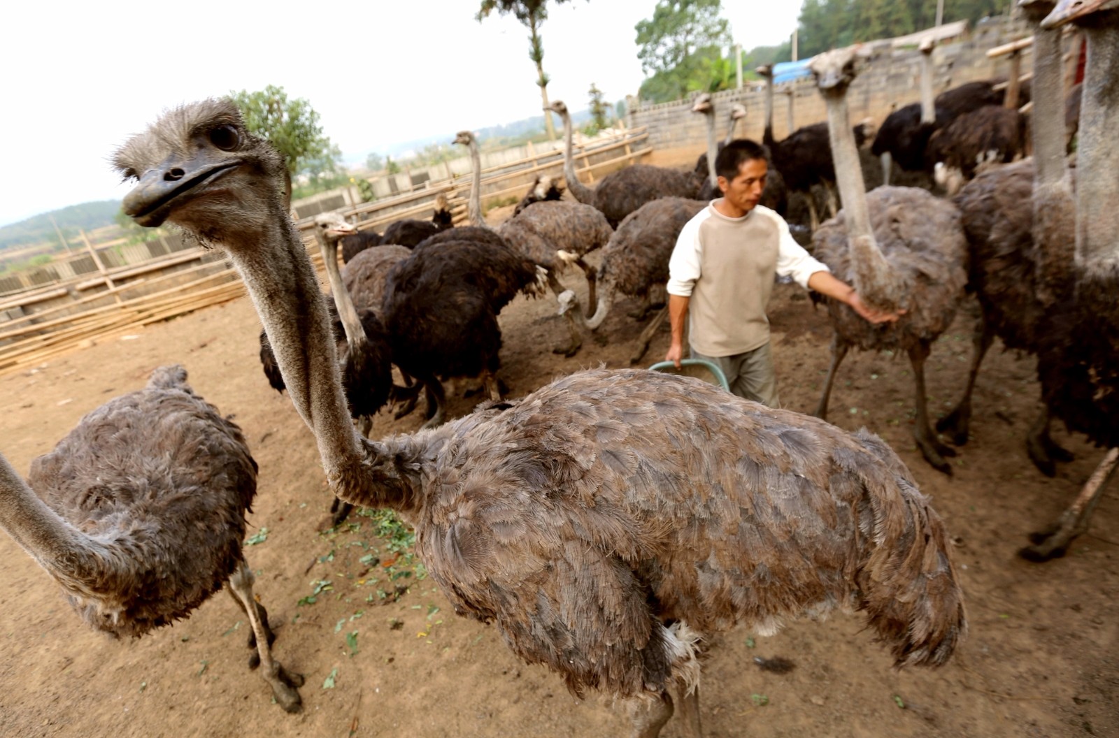 鸵鸟市场需求如何,现在养殖鸵鸟可行吗?