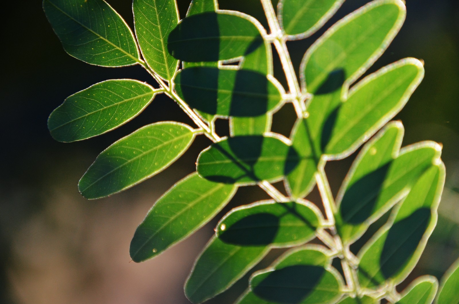 走过所有,经历很多,最后还保持一颗纯净的心,紫穗槐叶子