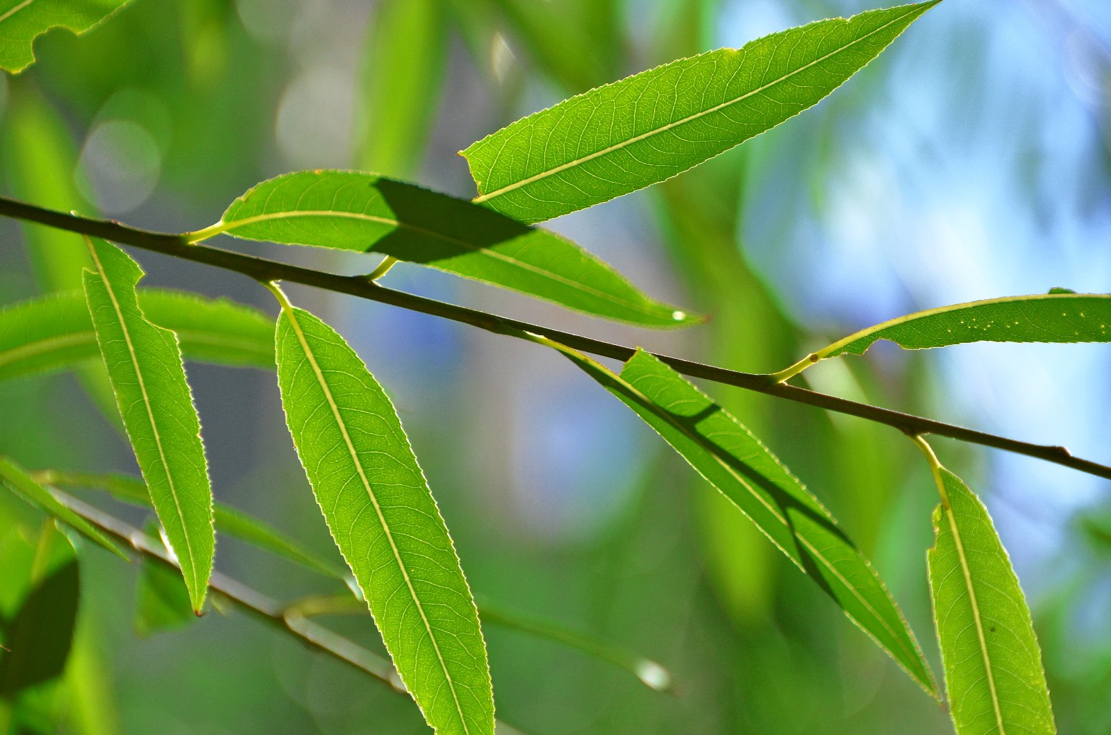 万物静默如谜暗含了许多慈悲一朵花一株草几片普通的柳叶