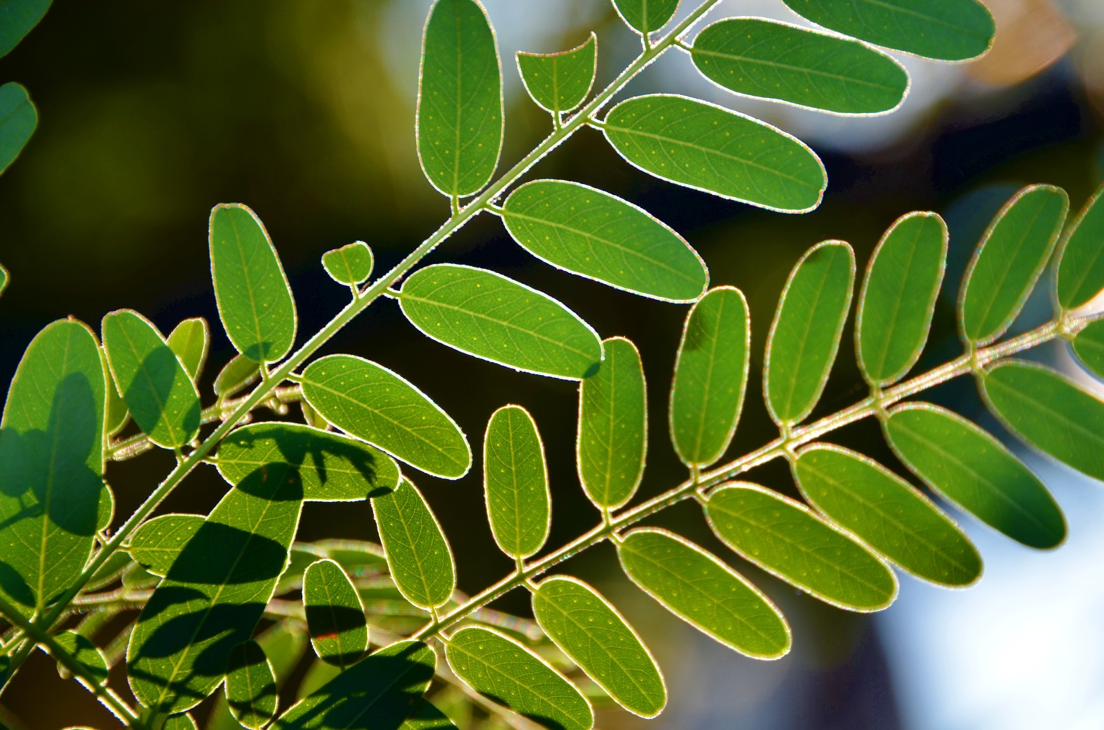 走过所有经历很多最后还保持一颗纯净的心紫穗槐叶子