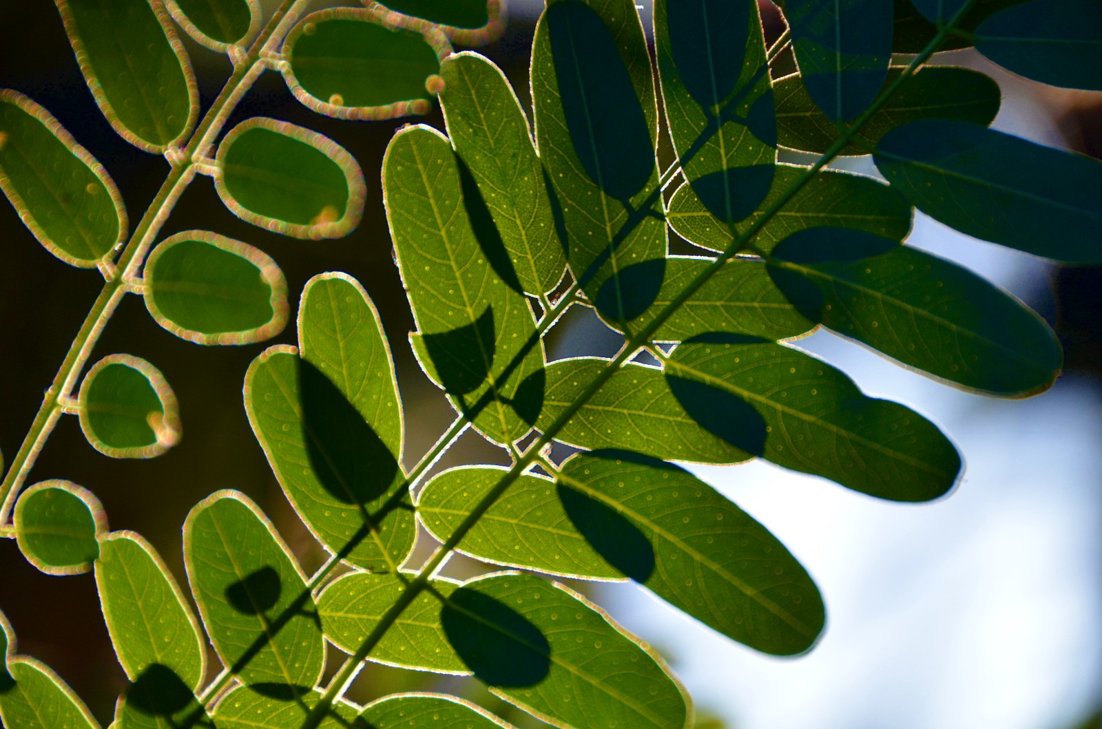 走过所有,经历很多,最后还保持一颗纯净的心,紫穗槐叶子