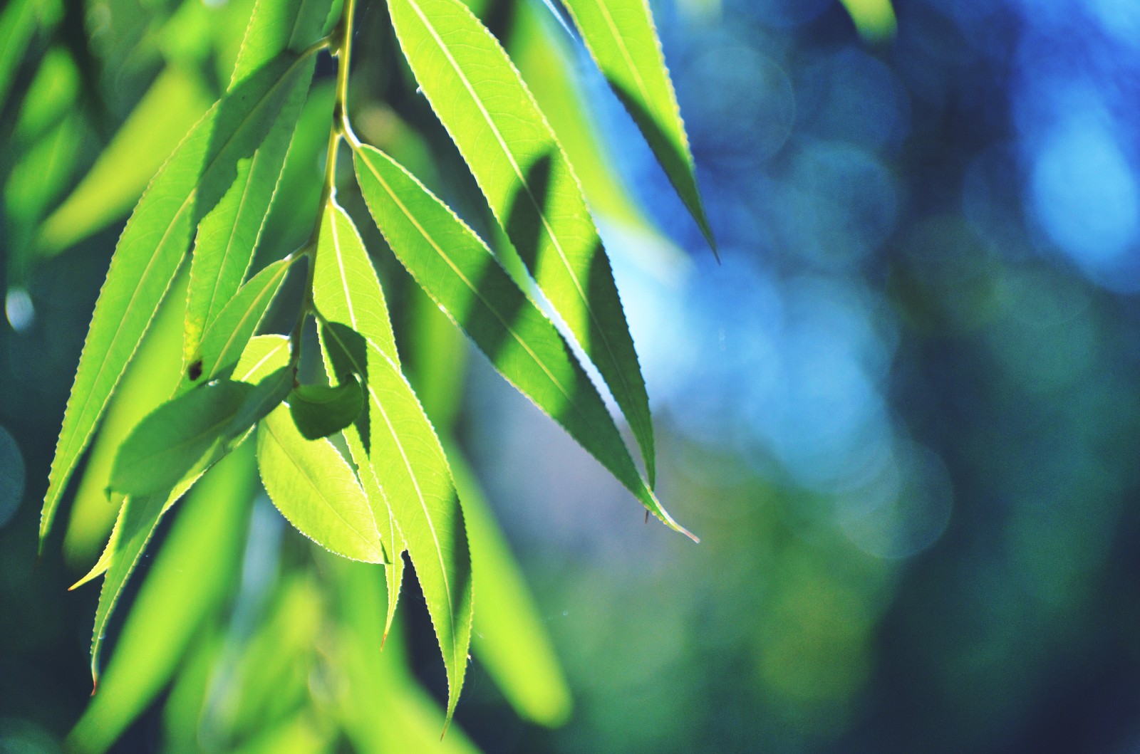 万物静默如谜暗含了许多慈悲一朵花一株草几片普通的柳叶