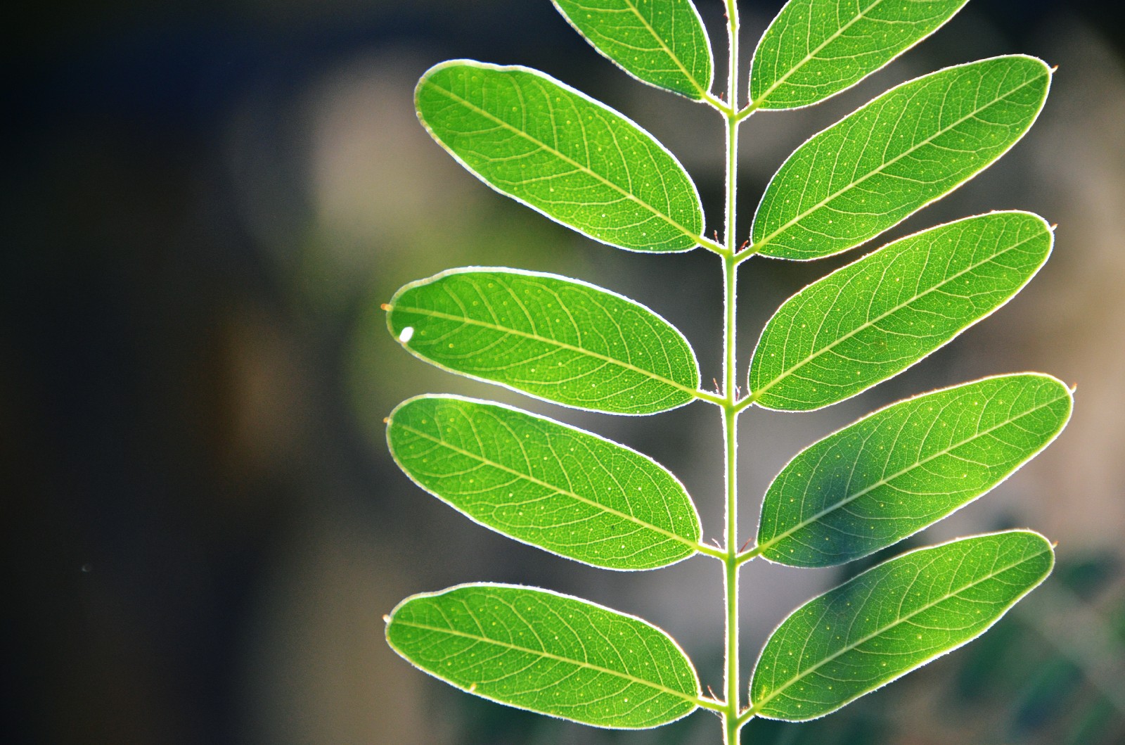走过所有,经历很多,最后还保持一颗纯净的心,紫穗槐叶子