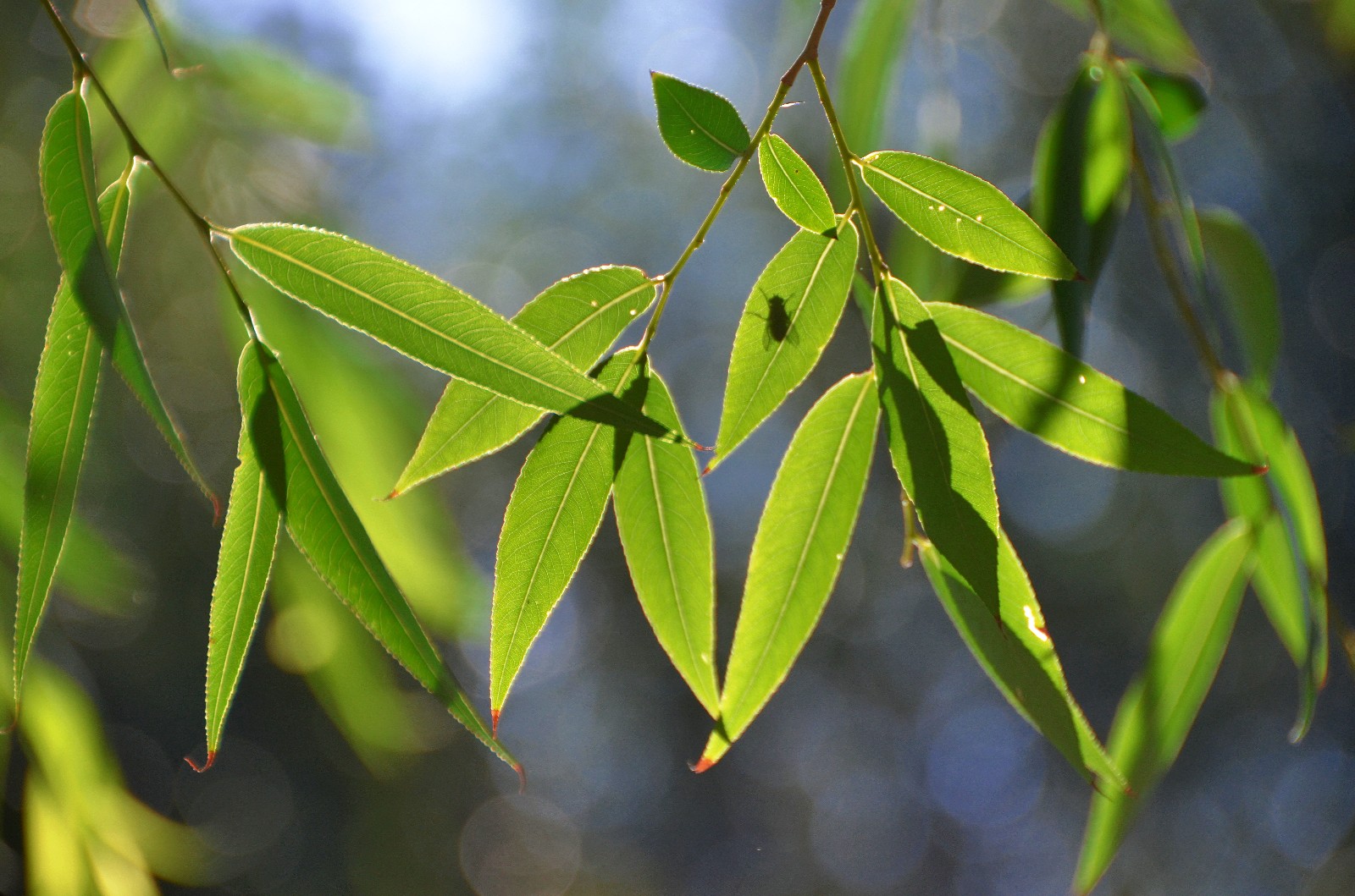 万物静默如谜暗含了许多慈悲一朵花一株草几片普通的柳叶
