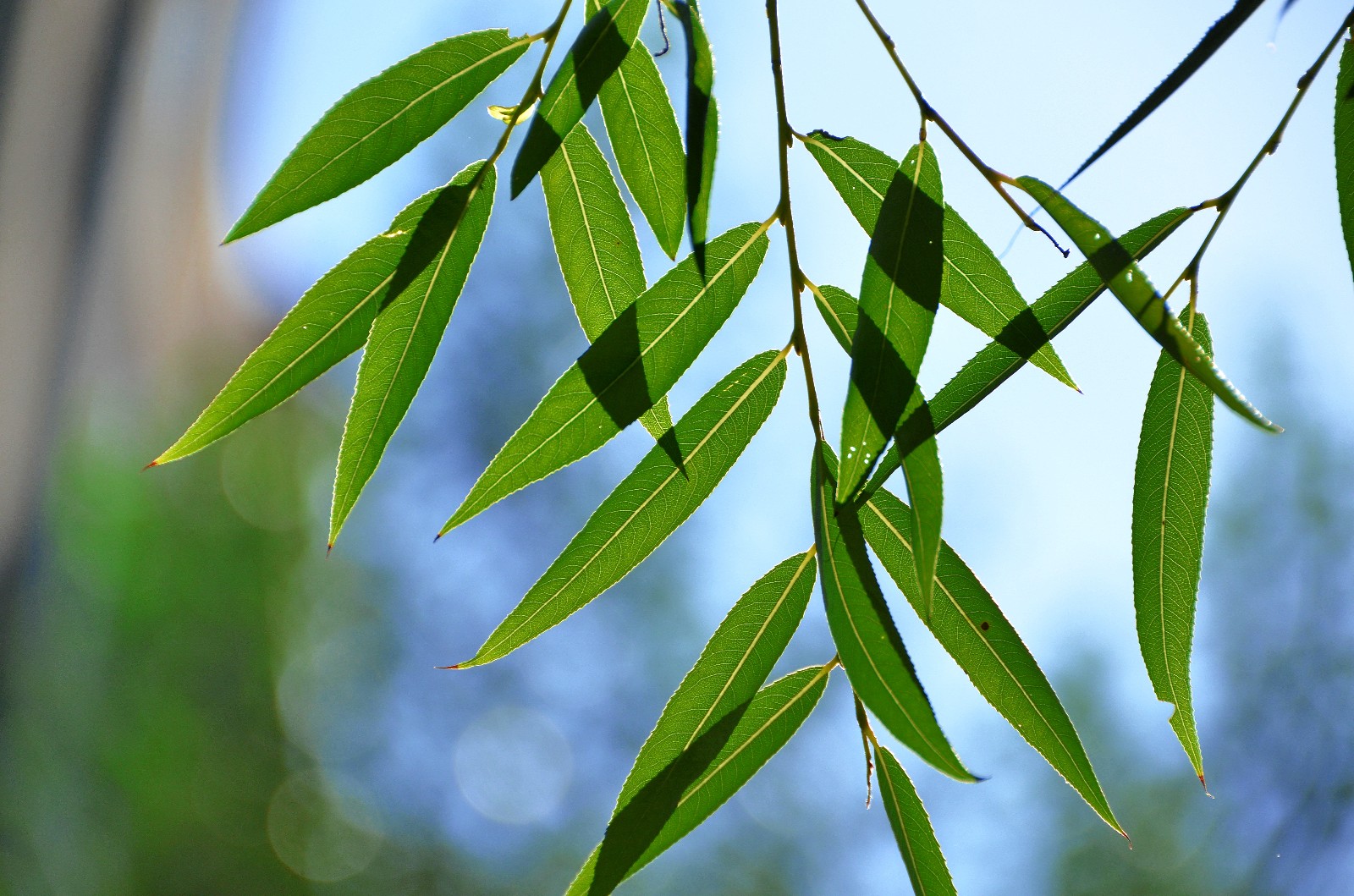 万物静默如谜暗含了许多慈悲一朵花一株草几片普通的柳叶