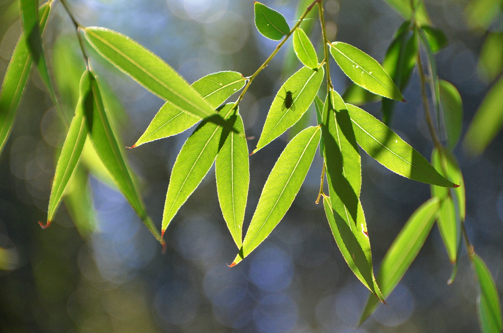 万物静默如谜暗含了许多慈悲一朵花一株草几片普通的柳叶
