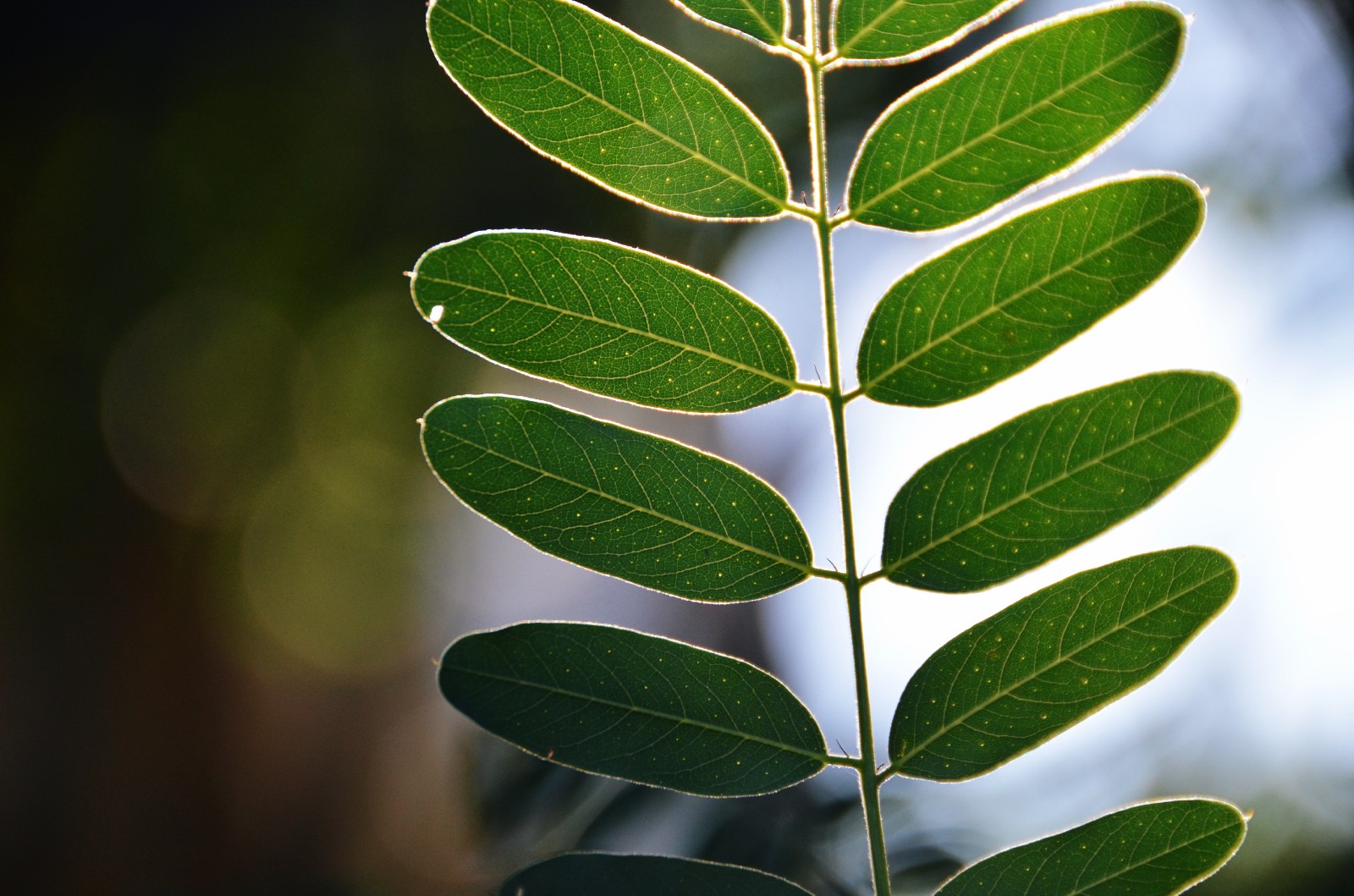 走过所有,经历很多,最后还保持一颗纯净的心,紫穗槐叶子