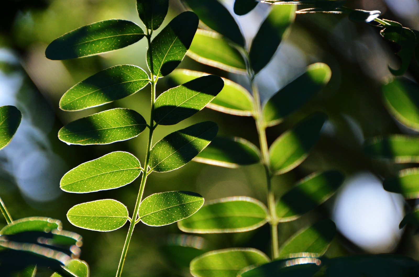 走过所有,经历很多,最后还保持一颗纯净的心,紫穗槐叶子