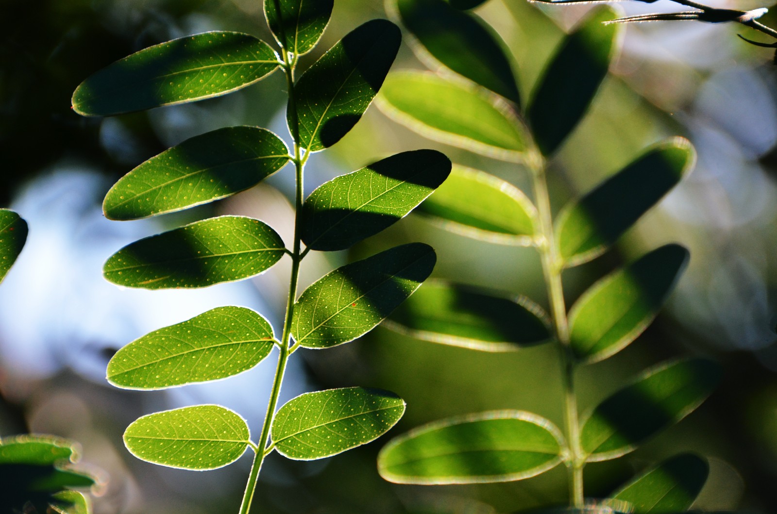 走过所有,经历很多,最后还保持一颗纯净的心,紫穗槐叶子