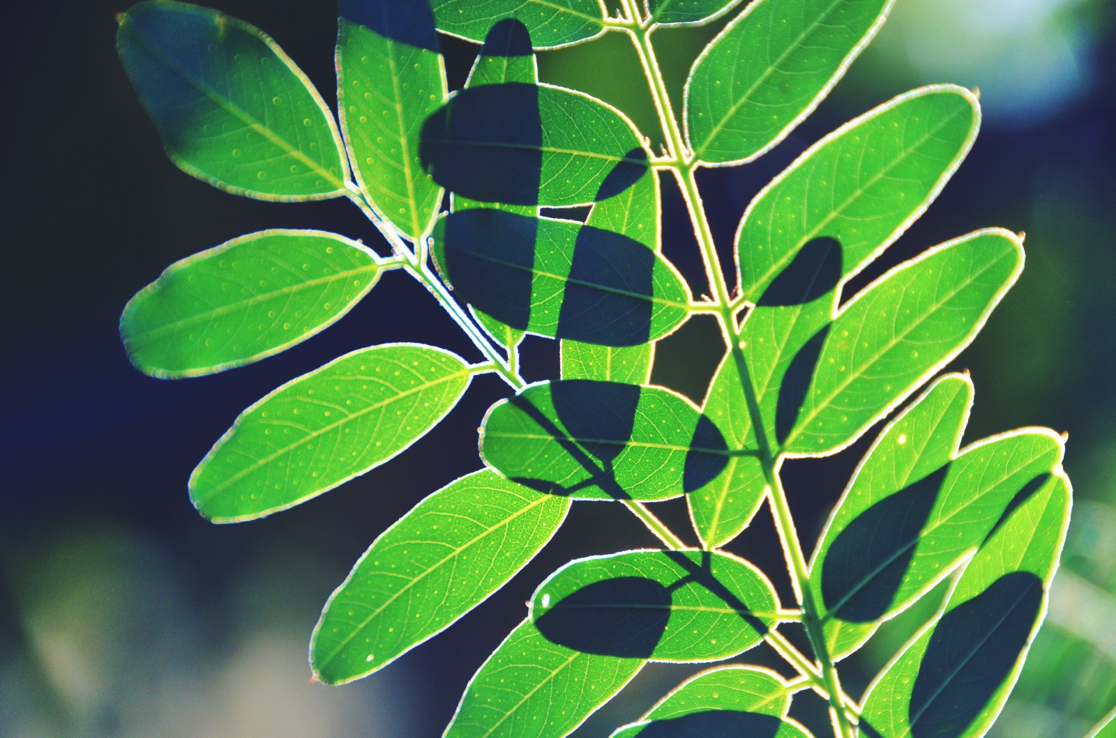 走过所有,经历很多,最后还保持一颗纯净的心,紫穗槐叶子