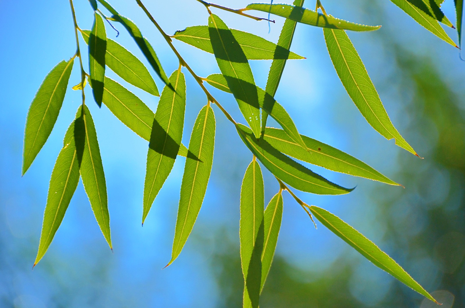 万物静默如谜,暗含了许多慈悲.一朵花,一株草,几片普通的柳叶