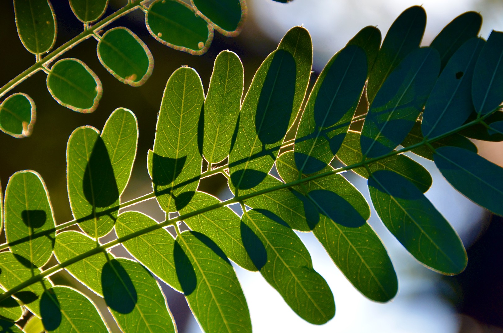 走过所有,经历很多,最后还保持一颗纯净的心,紫穗槐叶子