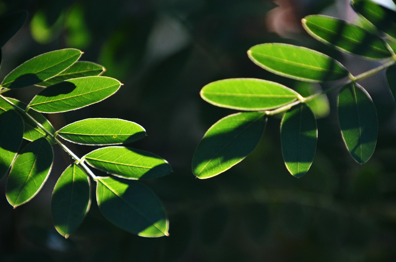 走过所有,经历很多,最后还保持一颗纯净的心,紫穗槐叶子