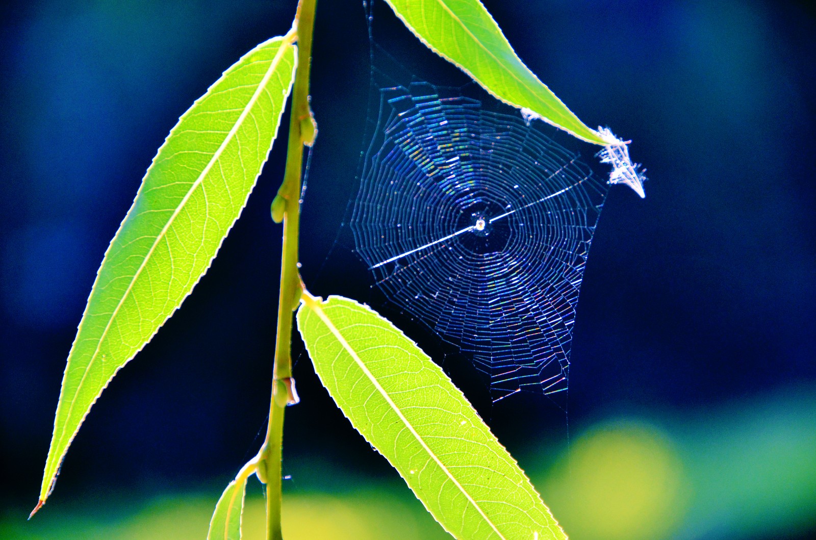 万物静默如谜暗含了许多慈悲一朵花一株草几片普通的柳叶