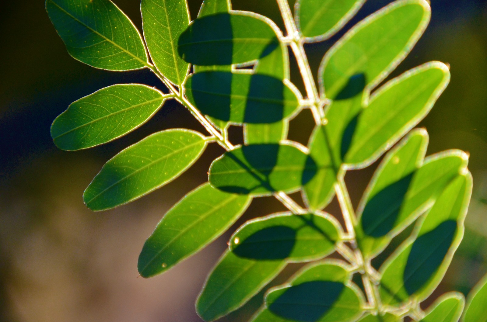 走过所有,经历很多,最后还保持一颗纯净的心,紫穗槐叶子