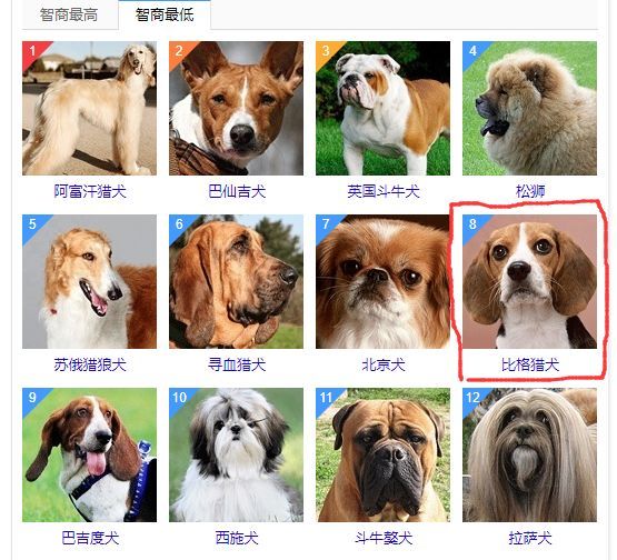 犬类智商排名图片