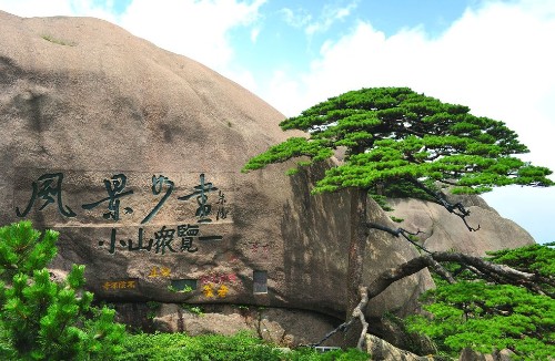 所以来到黄山,松树是必不可错过的,不论是卧龙松,连理松亦或是倒挂松