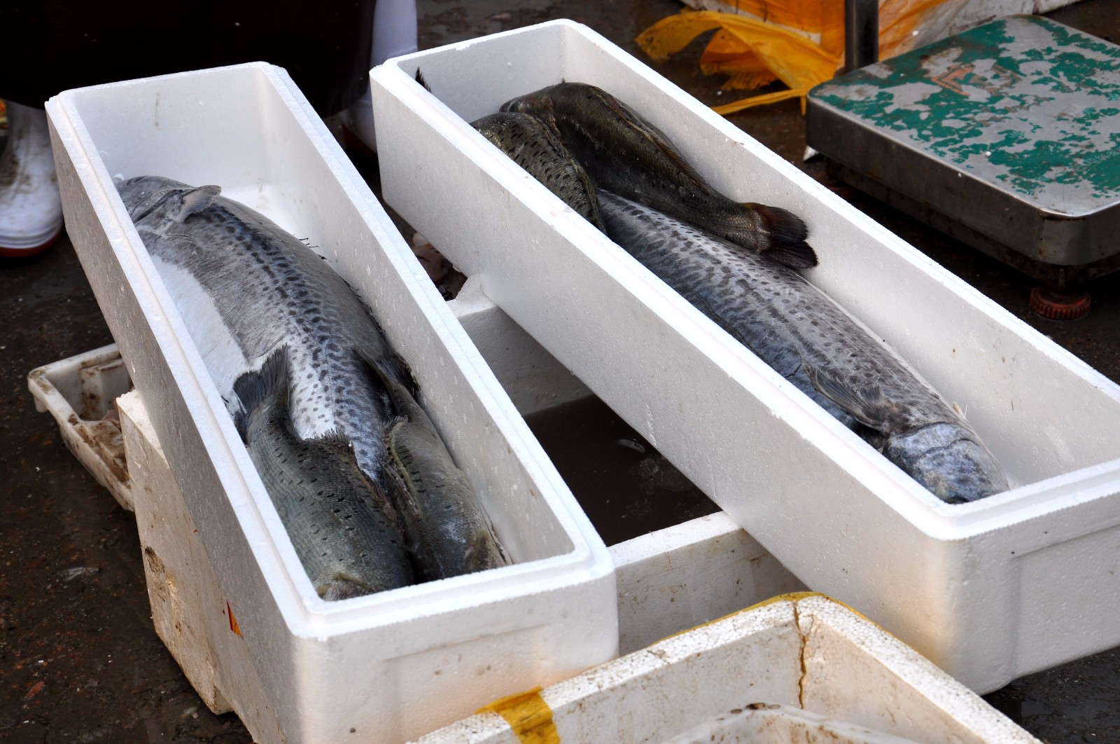 特色搭配 送丈人倍有面子|南方|鲅鱼|丈人_新浪新闻