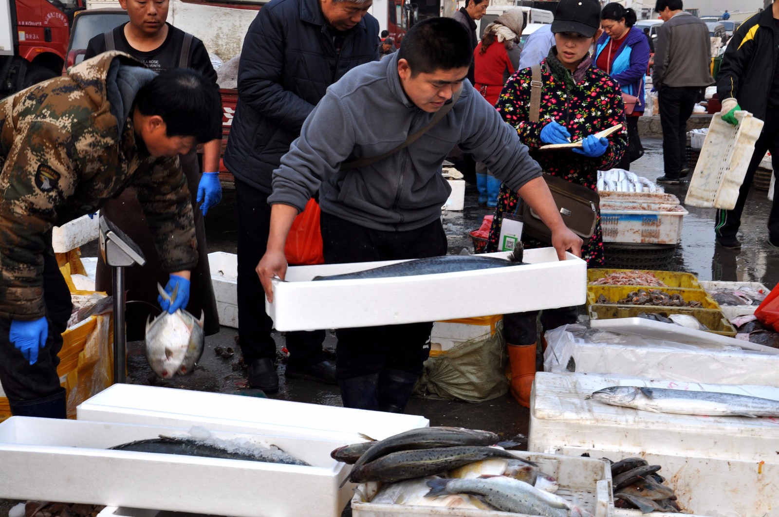 青岛早市当流鲅鱼新鲜上市30元一斤特色搭配送丈人倍有面子