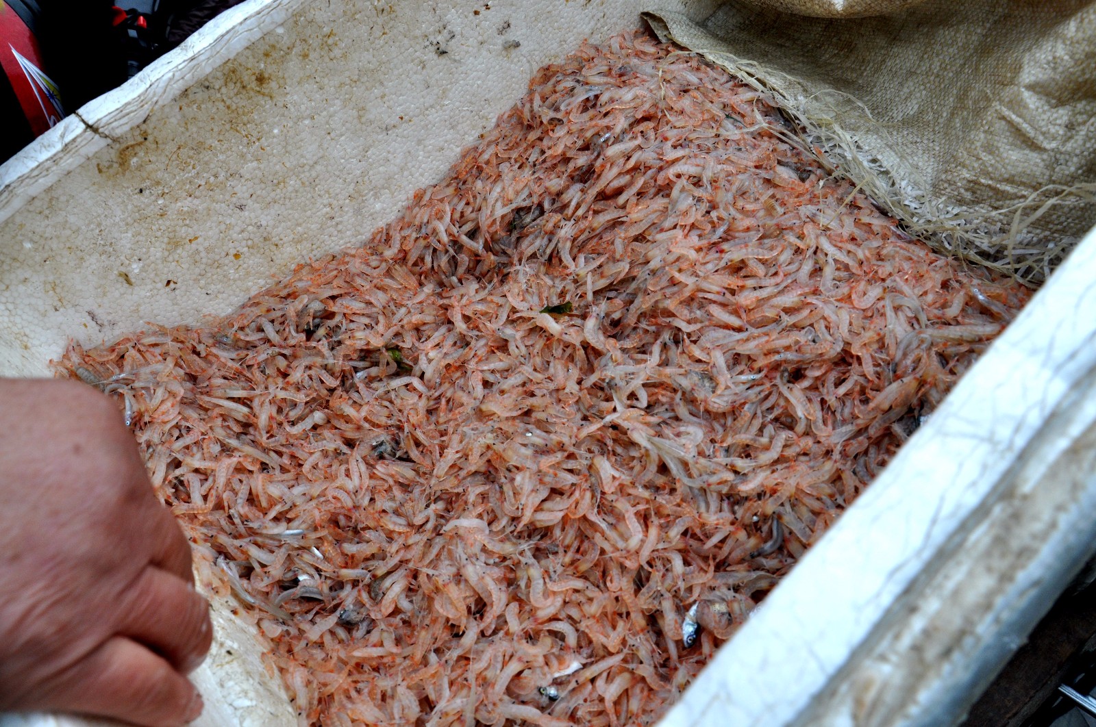 青岛早市 蜢子虾酱15元两瓶 现磨现装 大葱蘸虾酱"经典名吃"