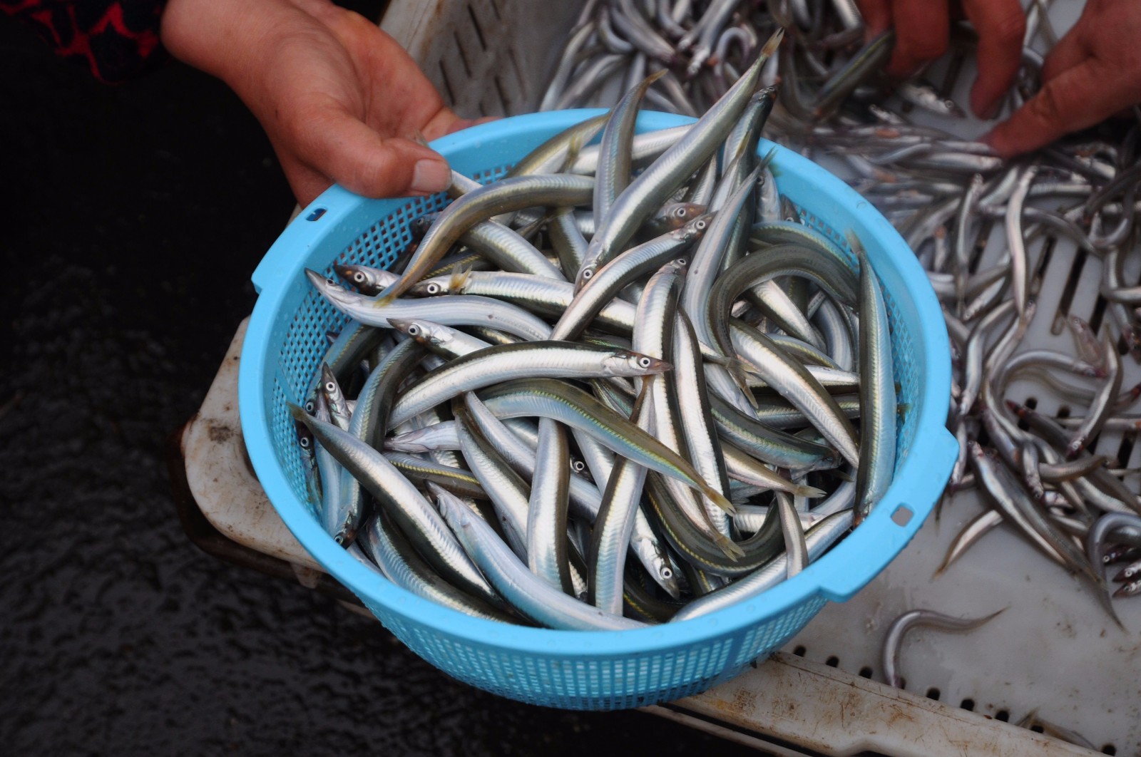 周末青岛早市草根一族面条鱼10元两斤摊主推荐三种吃鲜方法