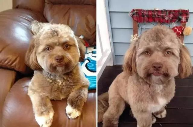 九只长得超像人的狗,最后一只太像了,都有点被它吓到了