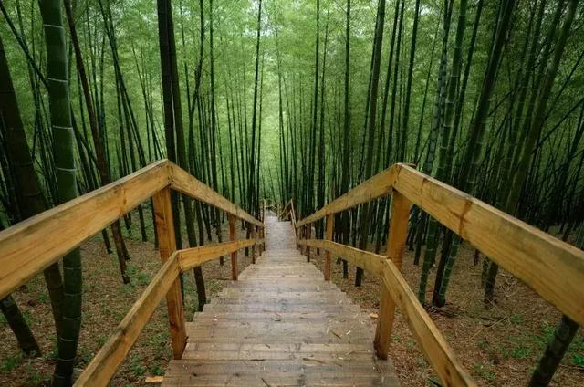 宁波浙东大竹海竹林尽染幽静美好