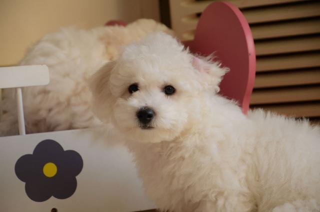 女生适合养什么宠物狗?十大适合女孩养的宠物