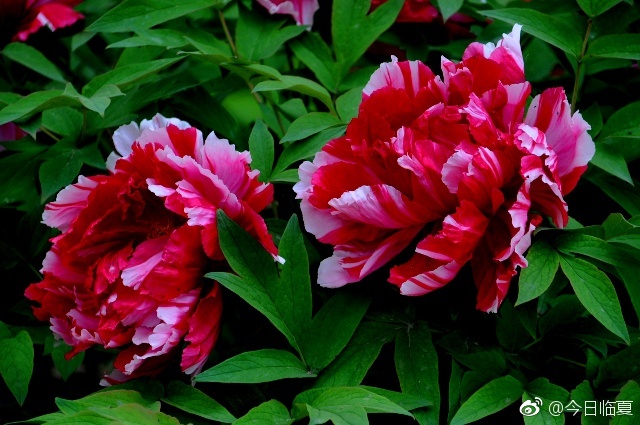 五月,最美的牡丹最美的你|牡丹花|临夏|牡丹_新浪新闻
