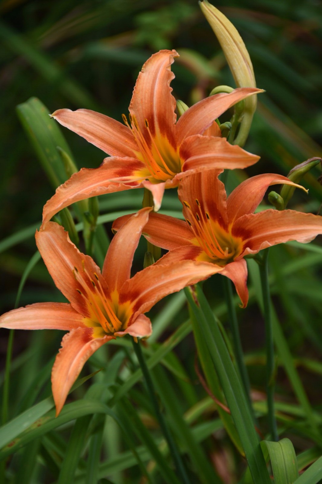 养血平肝,利尿消肿【金针花】观为花,食为菜,用为药/28图阳性植物,半