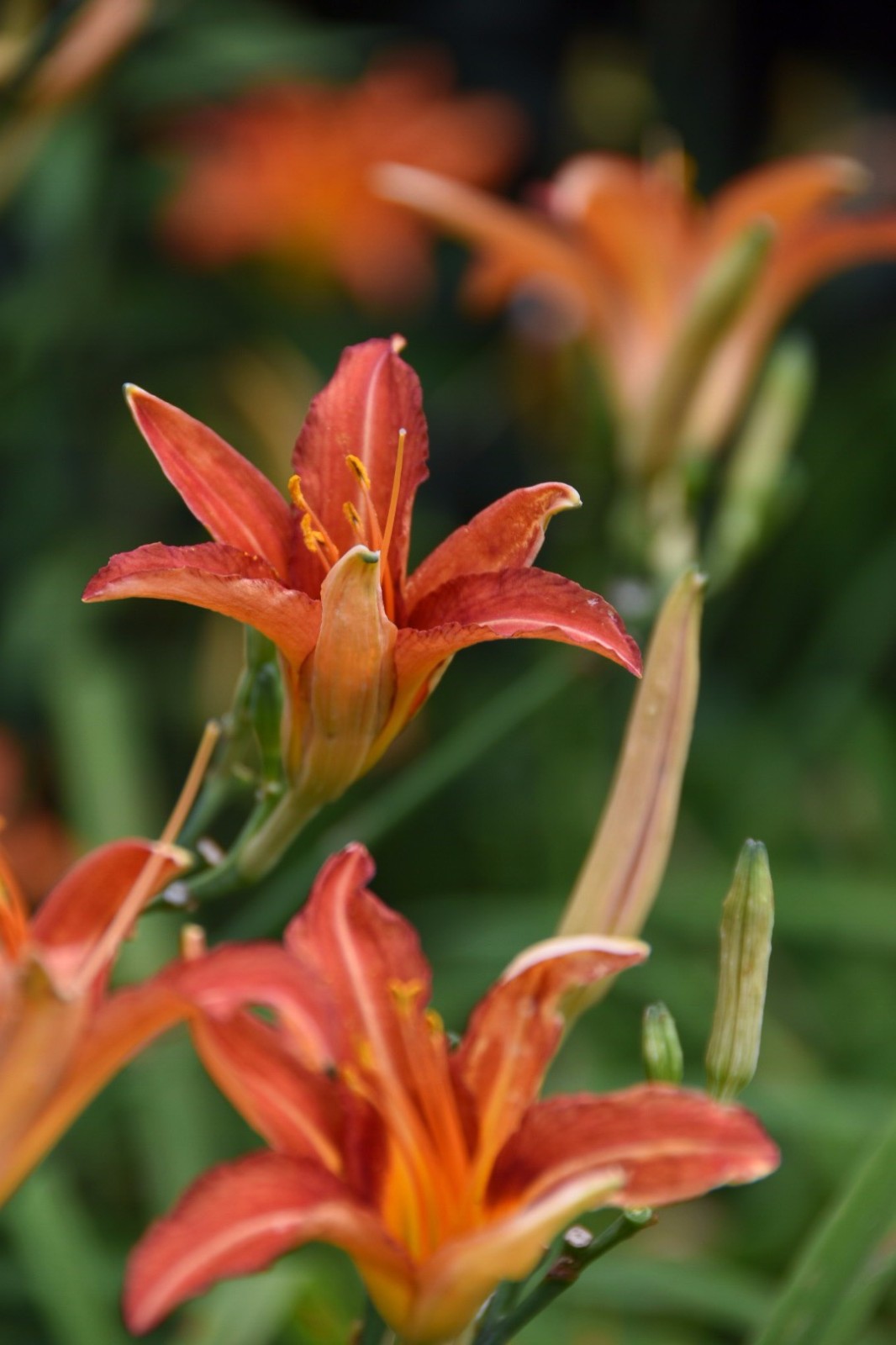 金针花观为花食为菜用为药28图