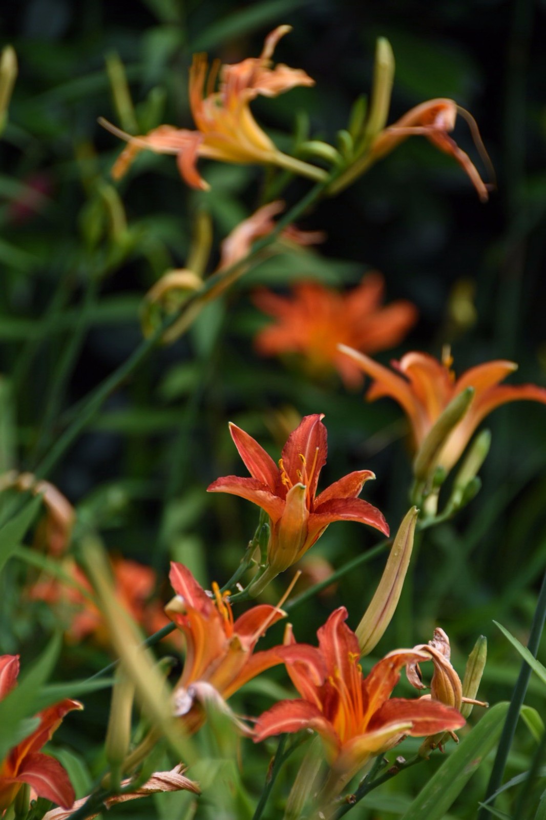 金针花观为花食为菜用为药28图