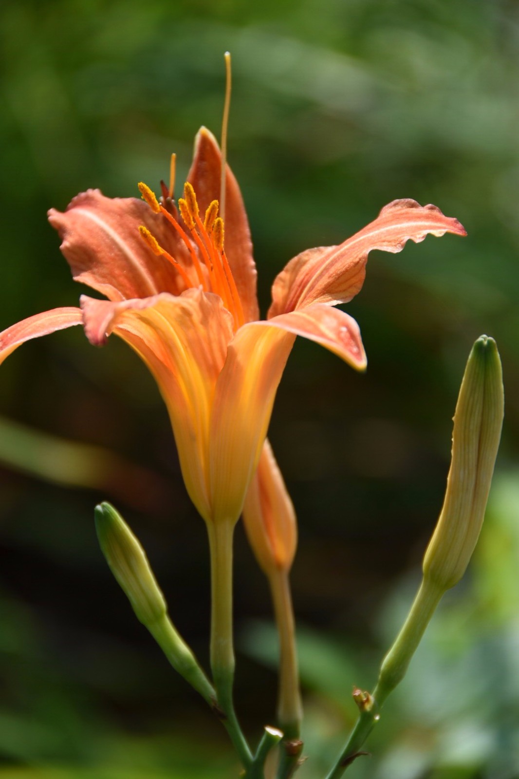 金针花观为花食为菜用为药28图