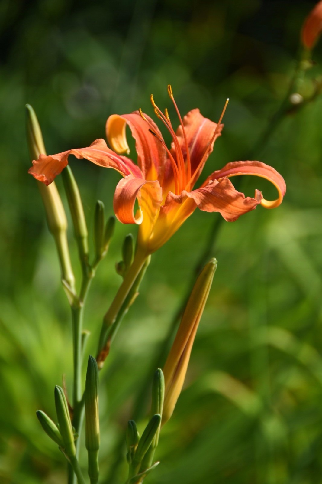 金针花观为花食为菜用为药28图