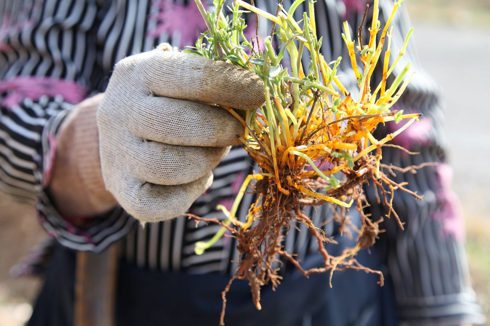 路边刨"苒苒草"它的名字多达36种,1斤15元|奶奶|老奶奶|草根_新浪新闻