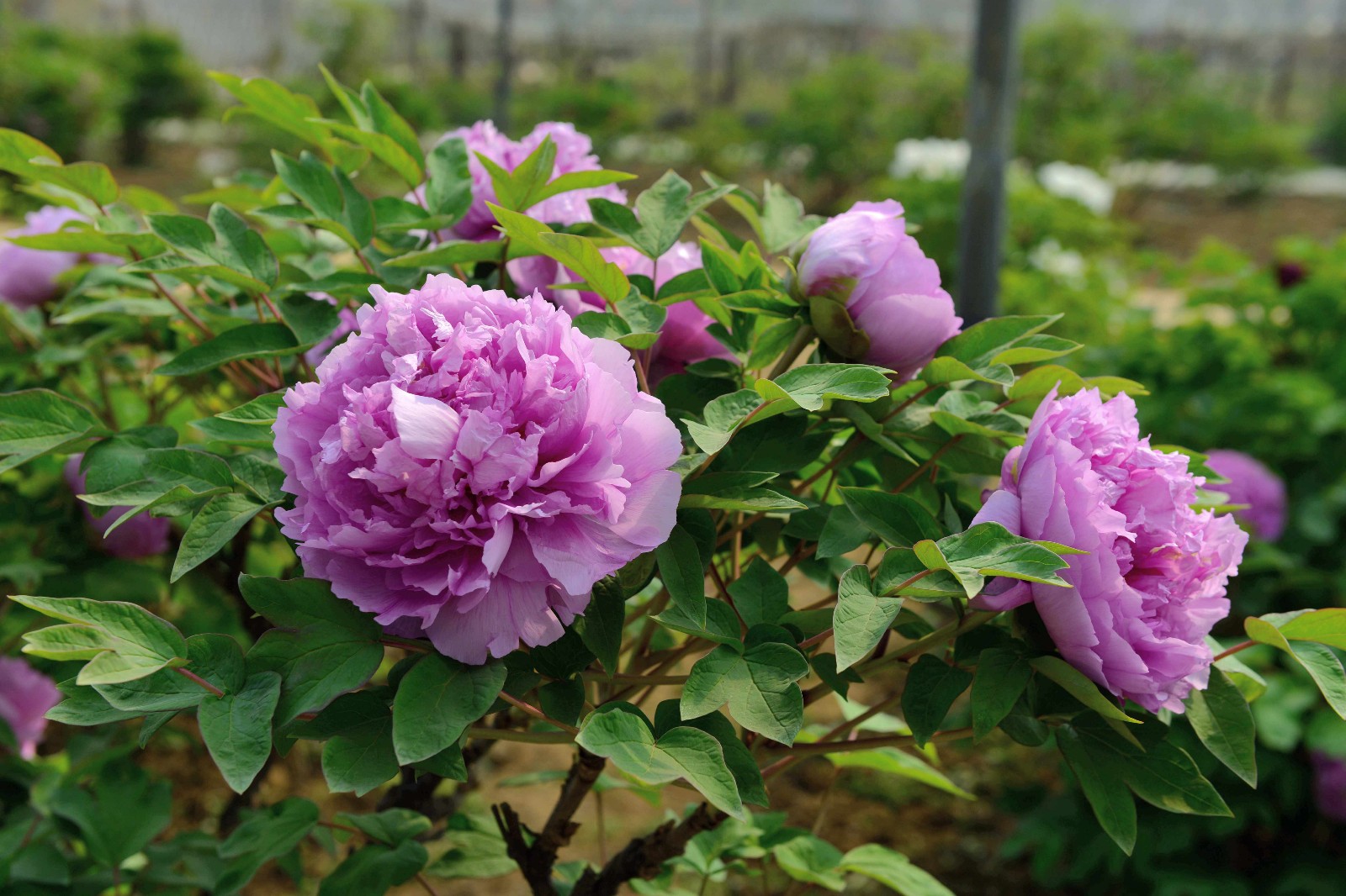 太美了柏乡汉牡丹花开满园