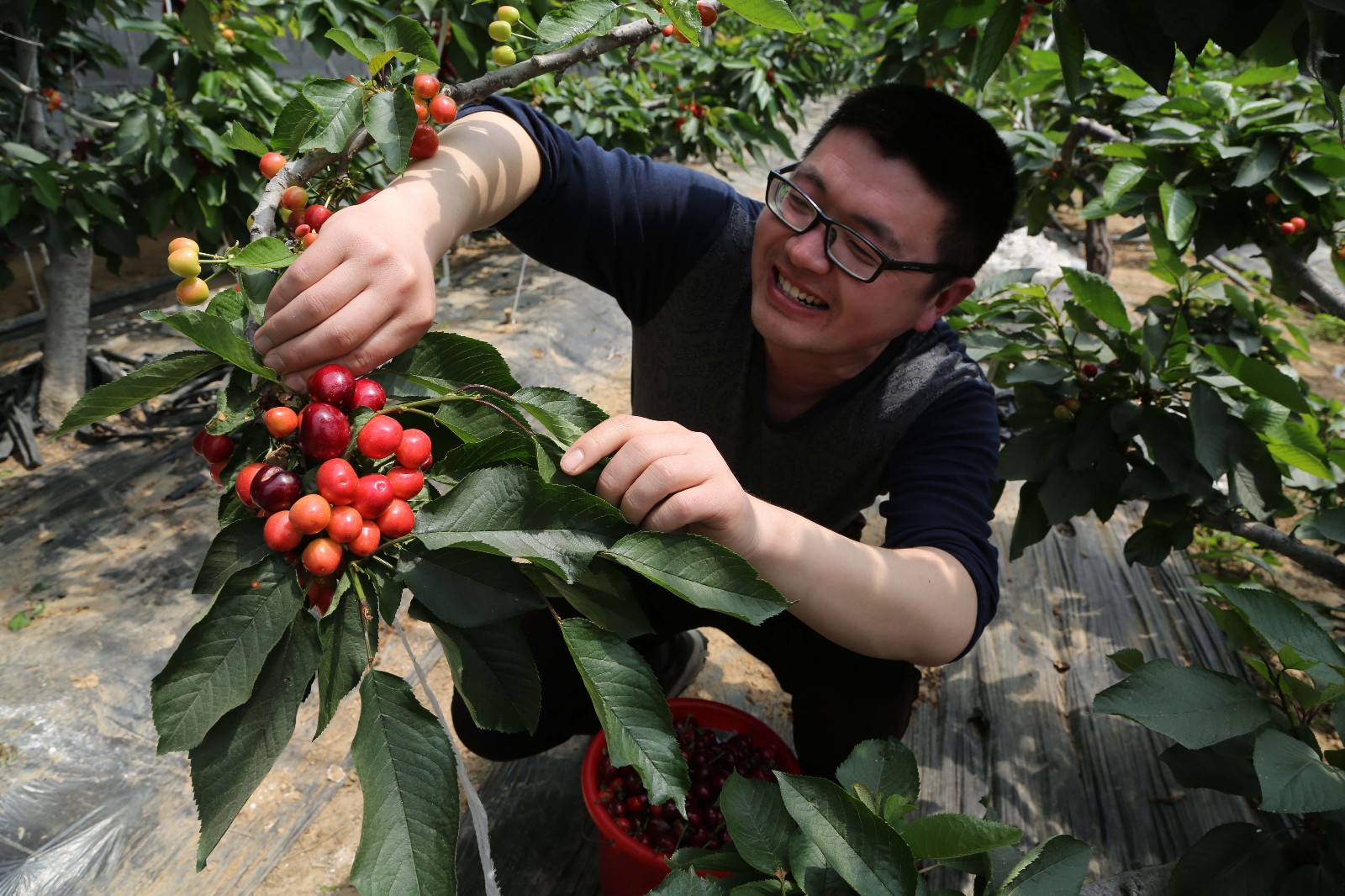 大棚大樱桃抢鲜上市售价180元一斤 比正常采摘大樱桃提前了两个月