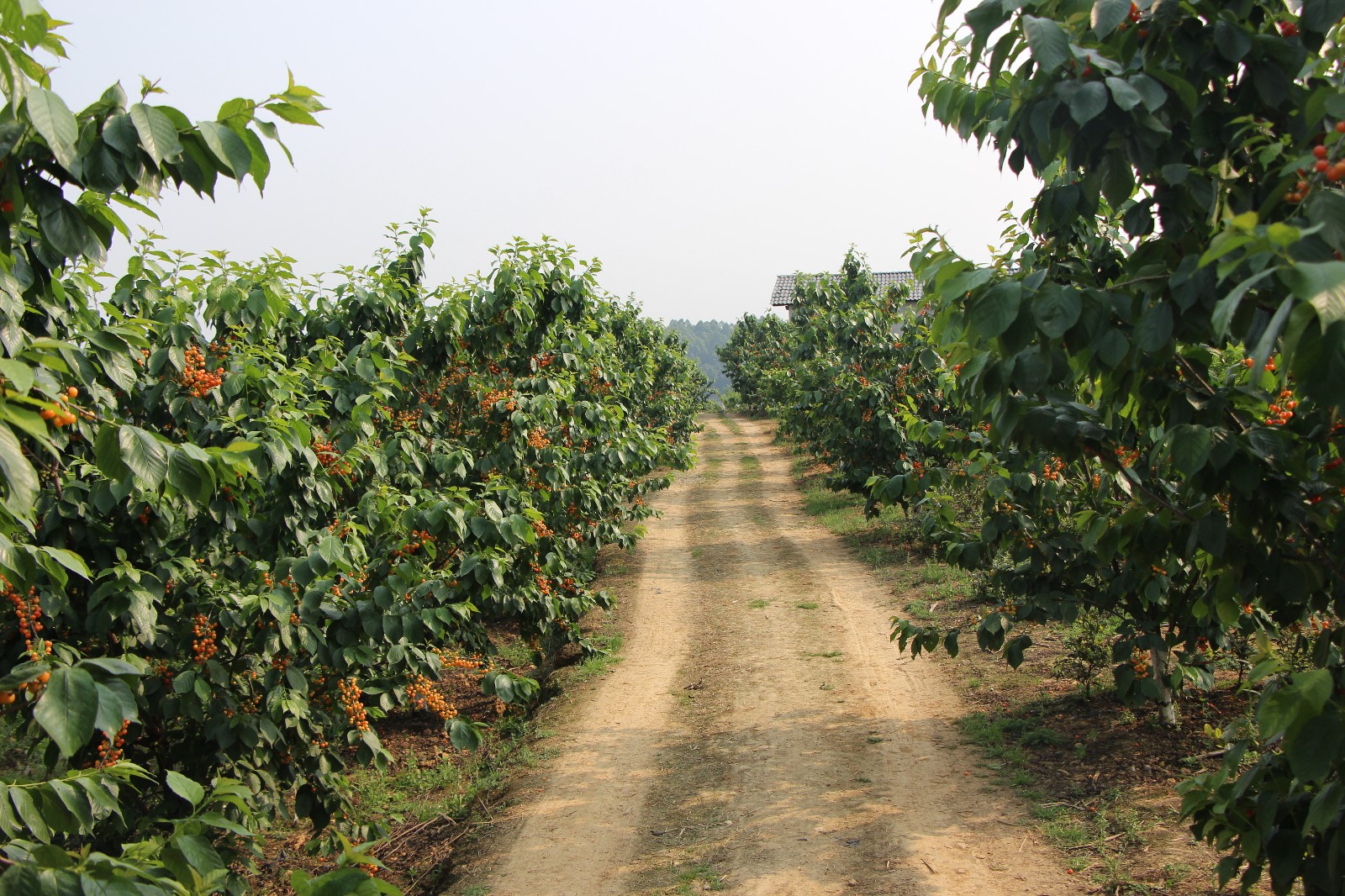 发展乡村旅游 激发乡村活力|伍经纬|果园|乡村旅游_新浪网