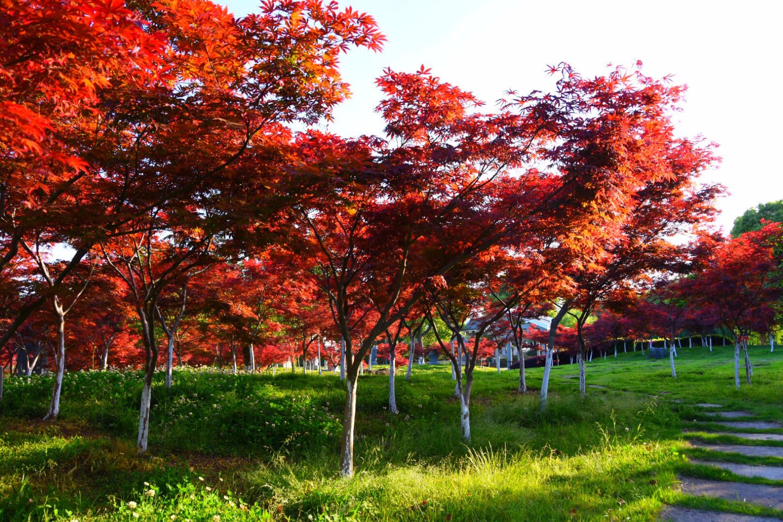 立夏火红的枫树从春天走来带着满满的热情拥抱夏天22图
