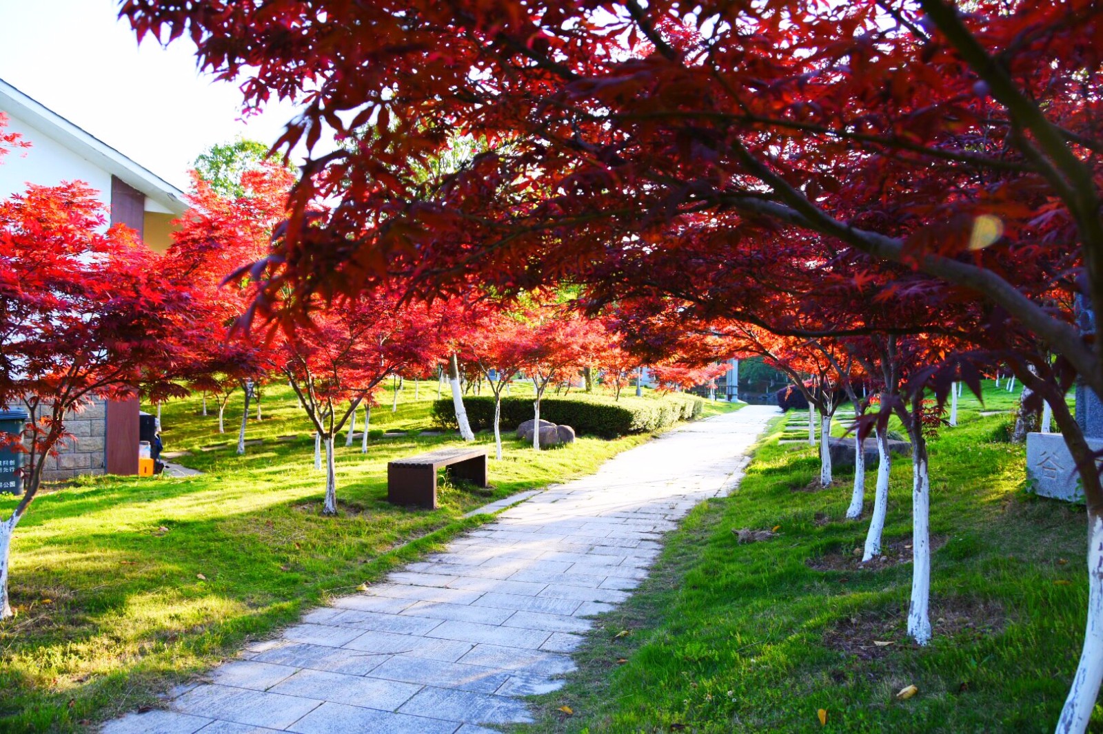 【立夏】火红的枫树从春天走来,带着满满的热情拥抱夏天/22图