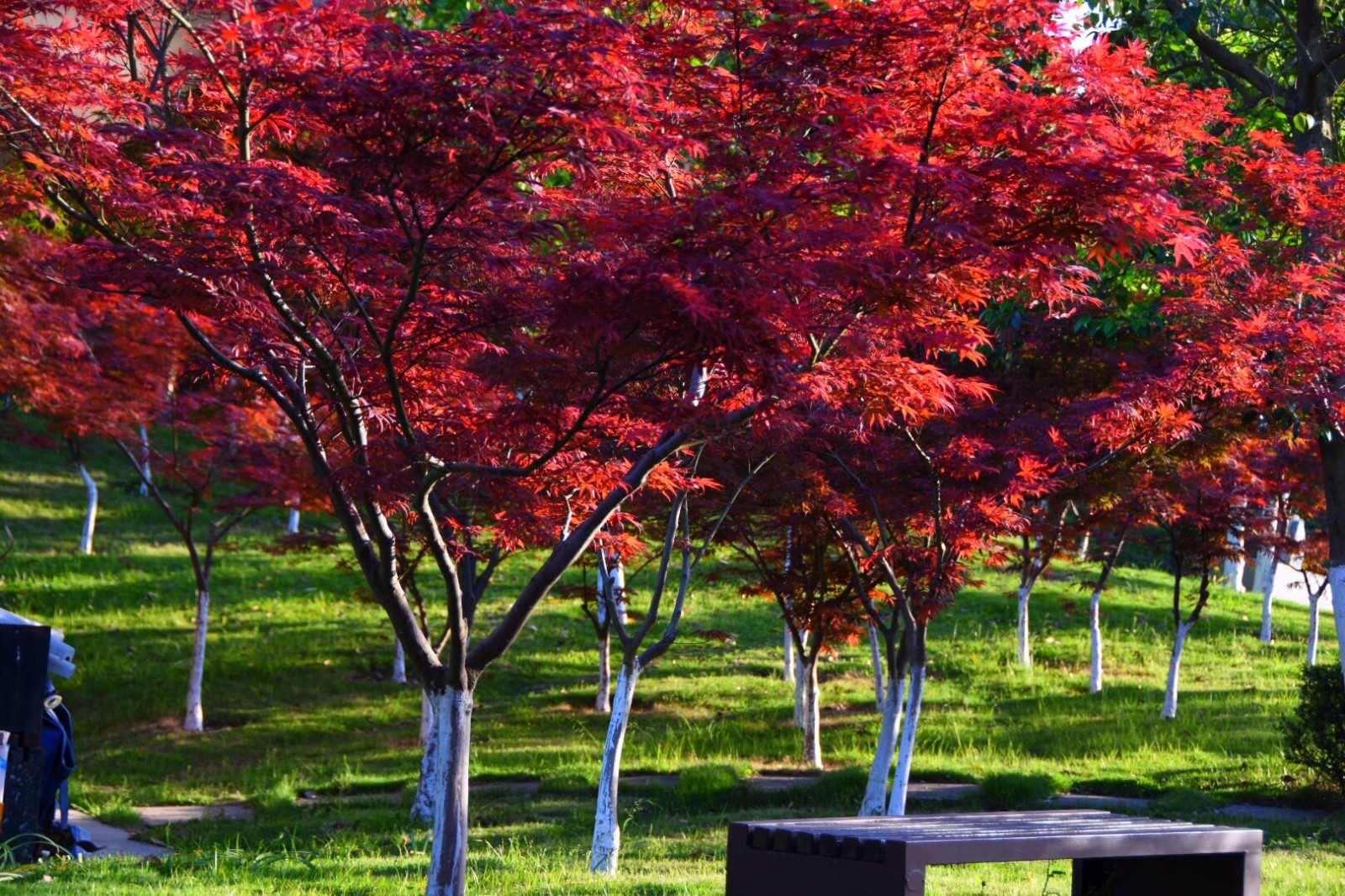 立夏火红的枫树从春天走来带着满满的热情拥抱夏天22图