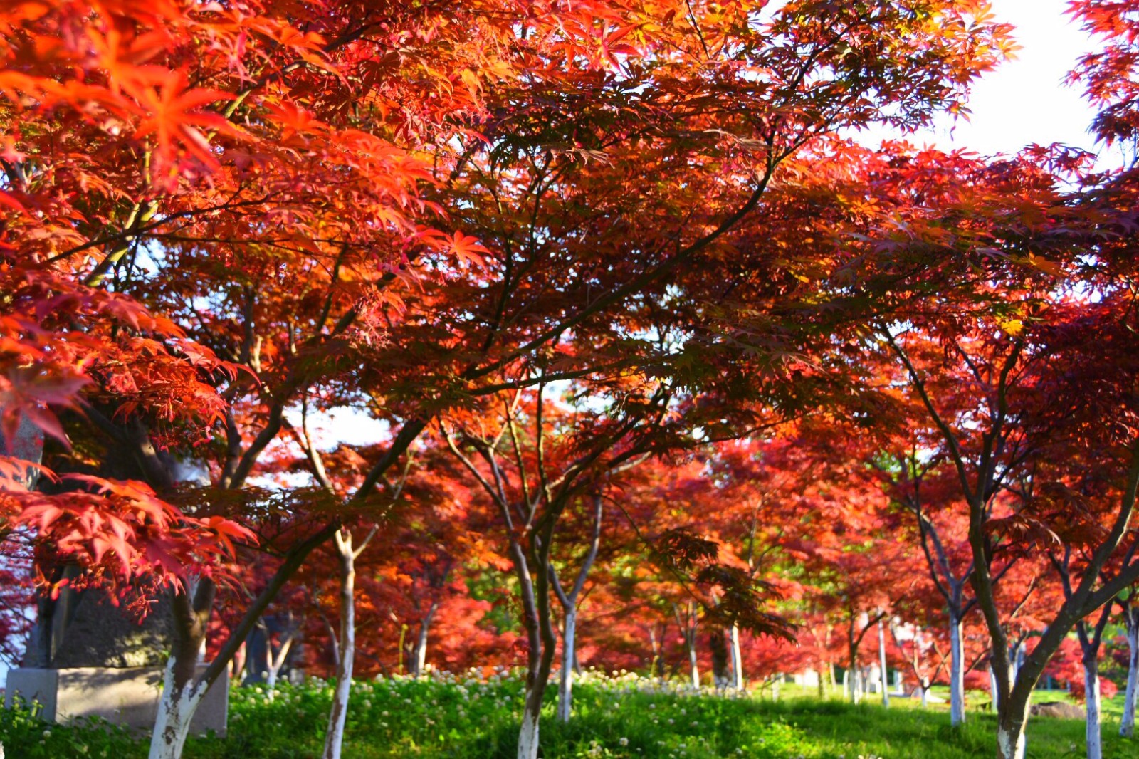 立夏火红的枫树从春天走来带着满满的热情拥抱夏天22图