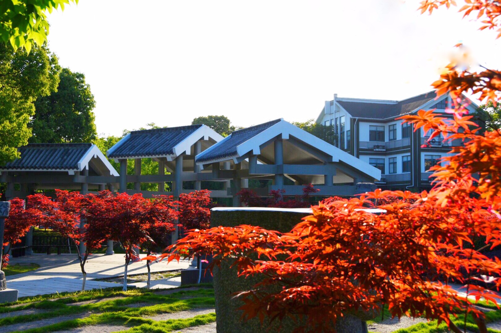 立夏火红的枫树从春天走来带着满满的热情拥抱夏天22图