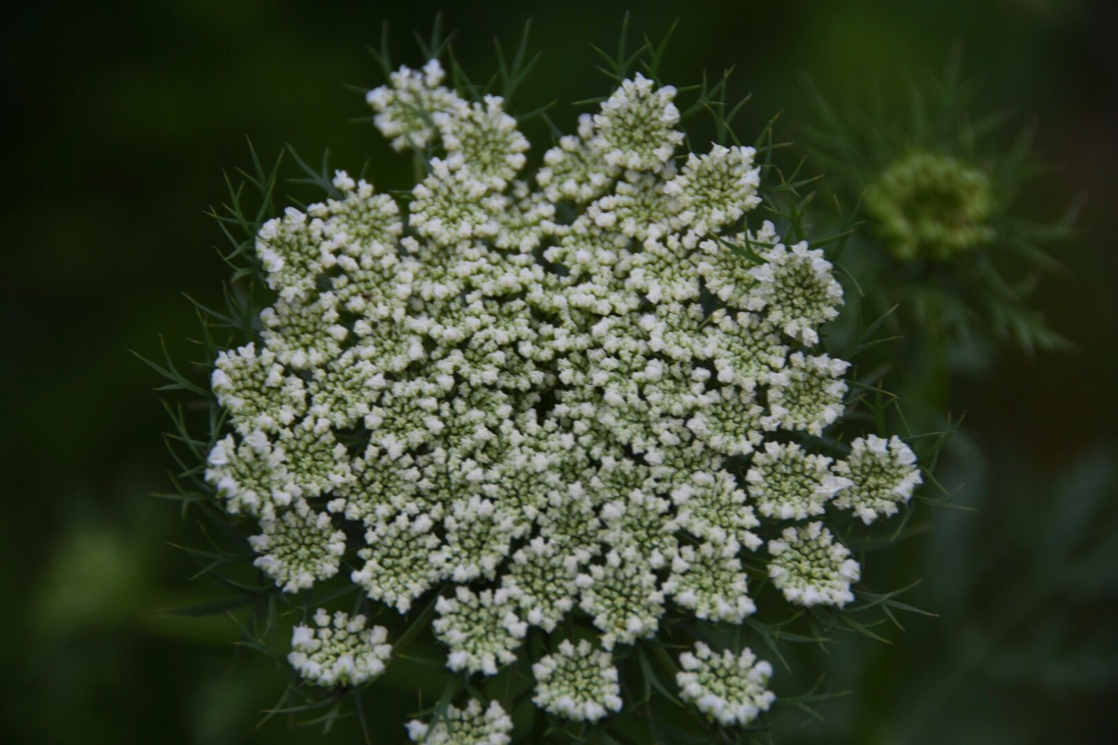 【芹菜花.蝶】花若盛开,蝴蝶自来,你若精彩,天自安排/30图