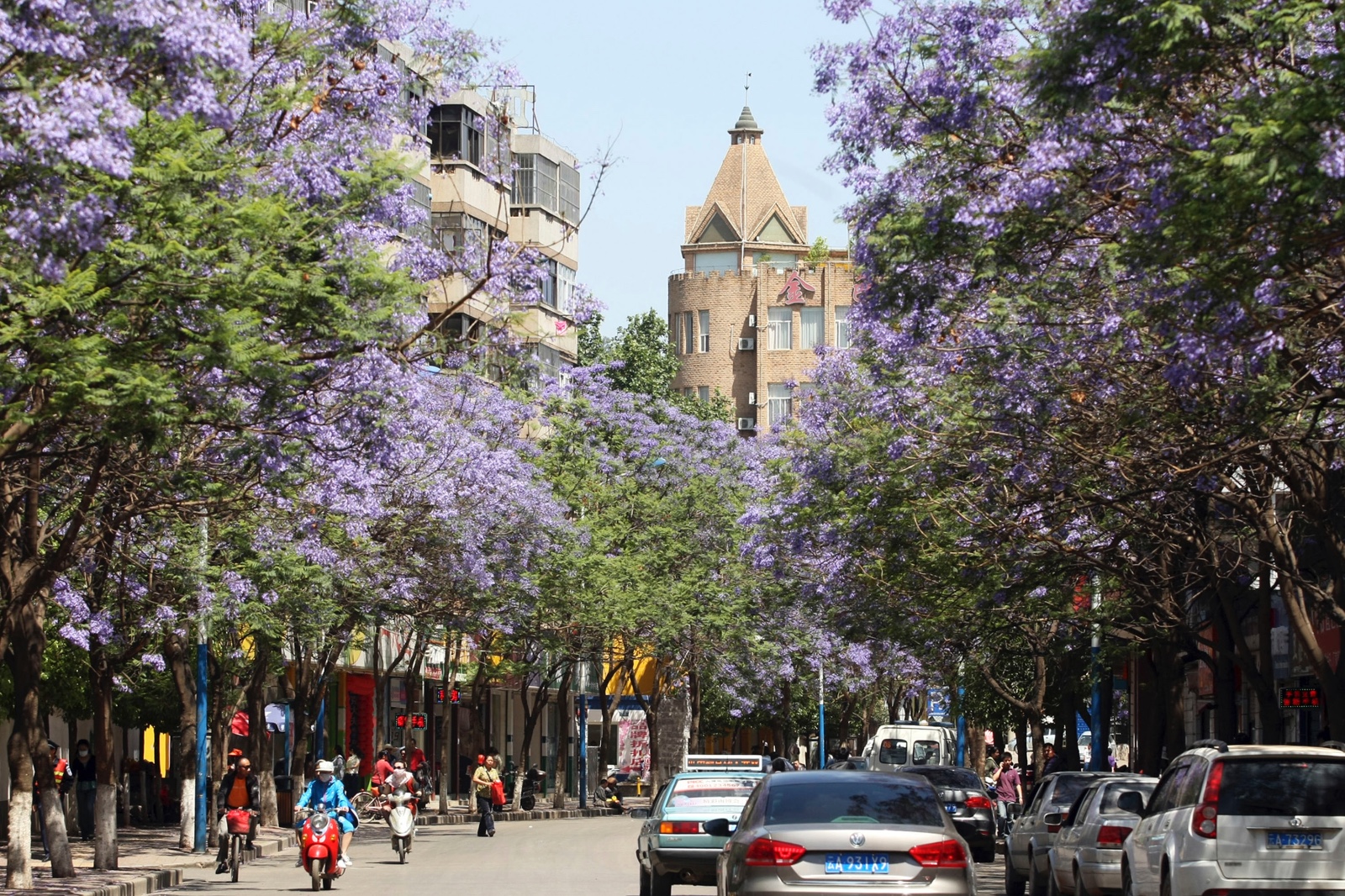 5月9日,在昆明最美蓝花楹大道——教场中路,道路两旁的200多株蓝花楹