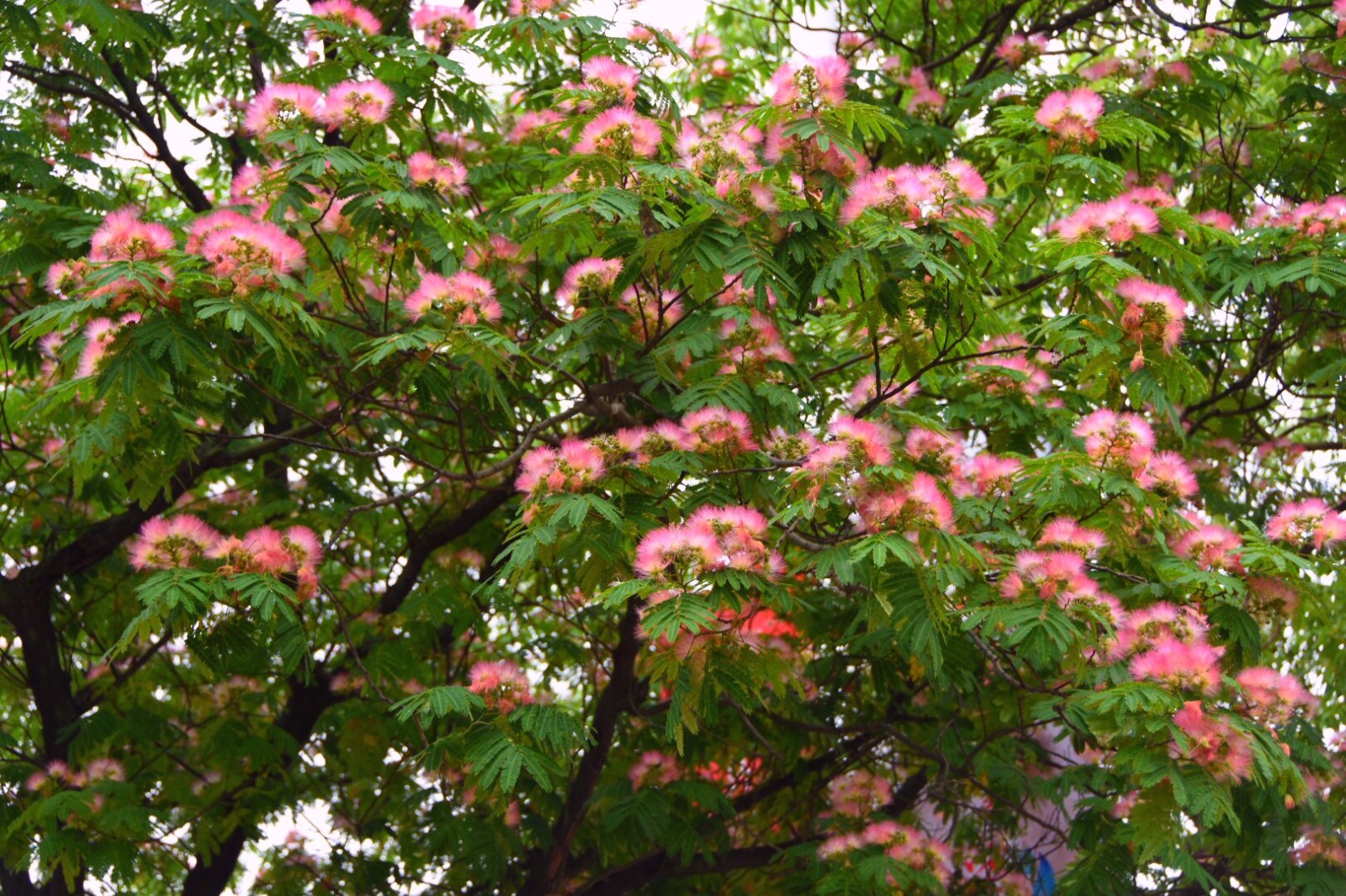 岁月温柔以待粉粉柔柔的合欢花让人柔和舒心16图