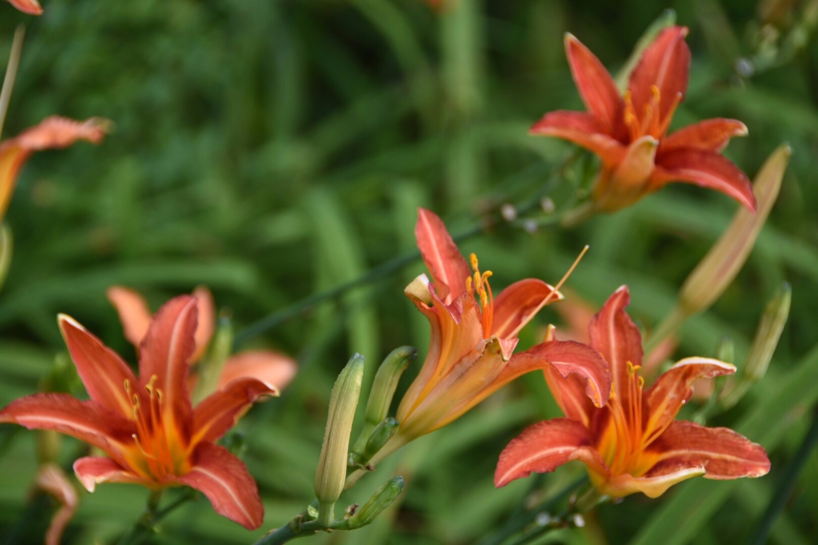 金针花观为花食为菜用为药28图