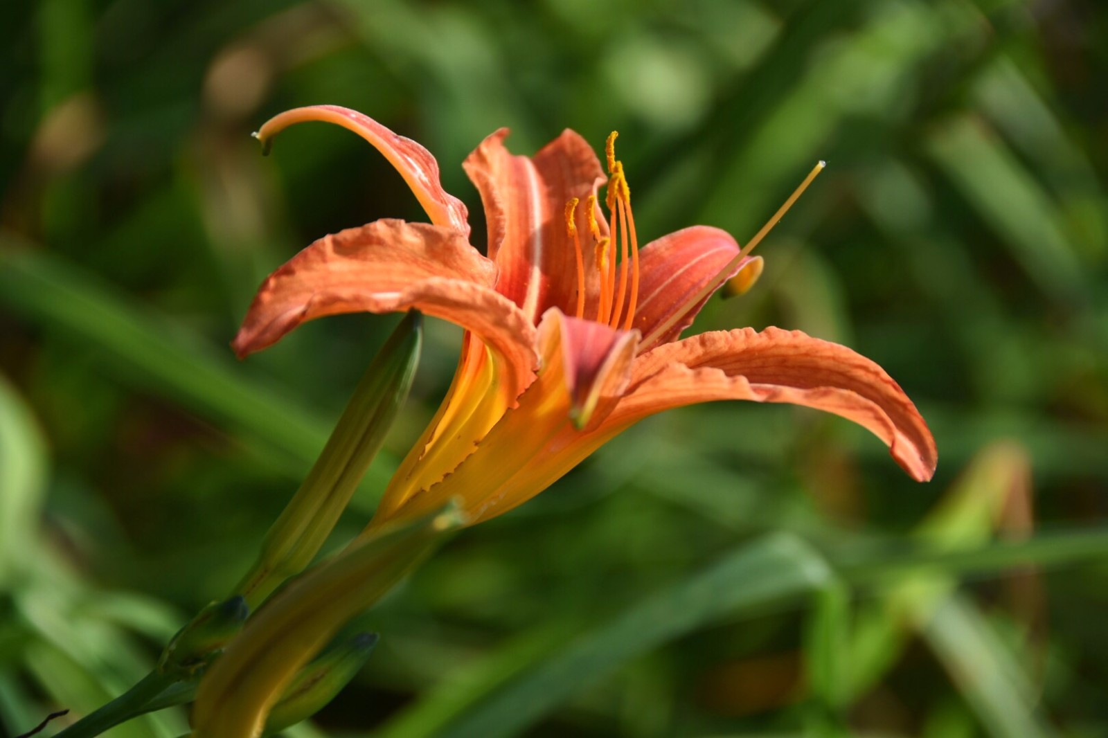 金针花观为花食为菜用为药28图