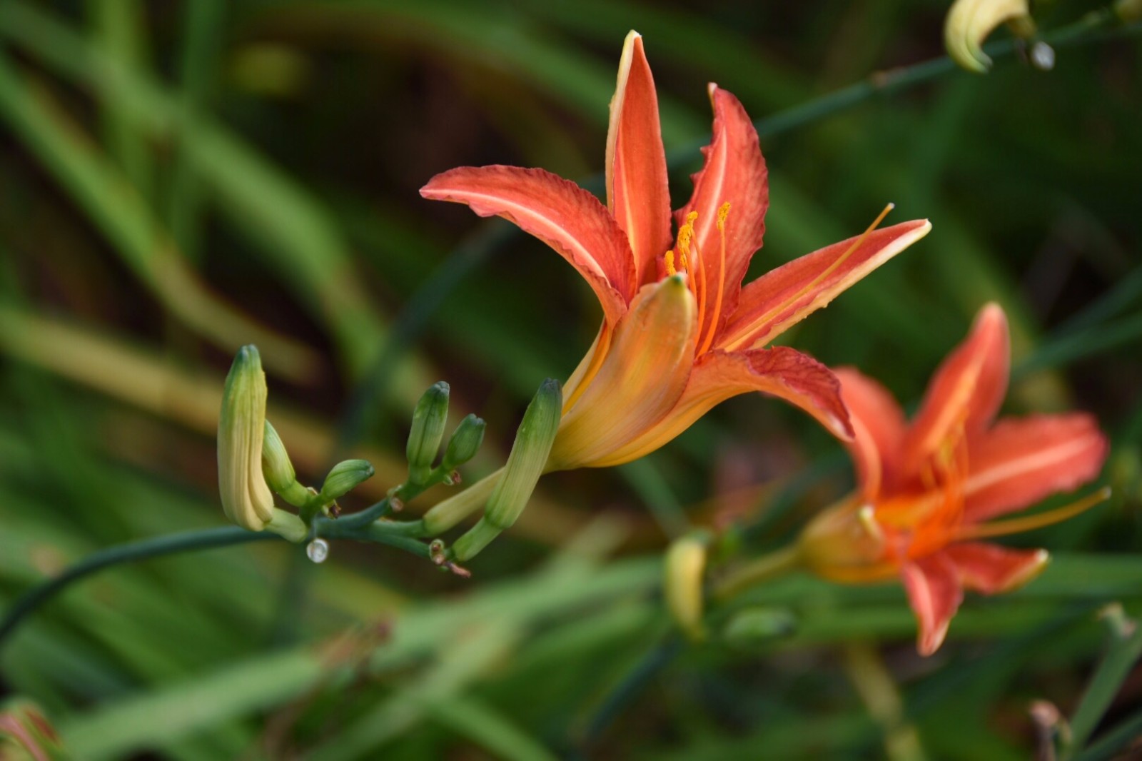 金针花观为花食为菜用为药28图
