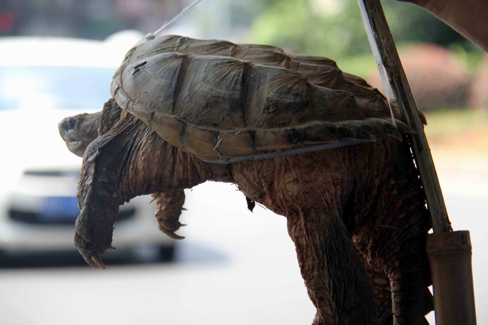 大叔说他的这个宝贝东西是一种大鳌龟,生长快10年了,一只要卖800元钱.
